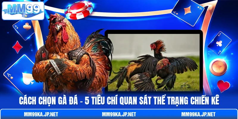 Cách Chọn Gà Đá - 5 Tiêu Chí Quan Sát Thể Trạng Chiến Kê