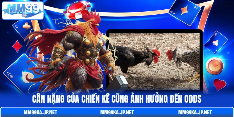 Cân nặng của chiến kê cũng ảnh hưởng đến odds Cân nặng của chiến kê cũng ảnh hưởng đến odds