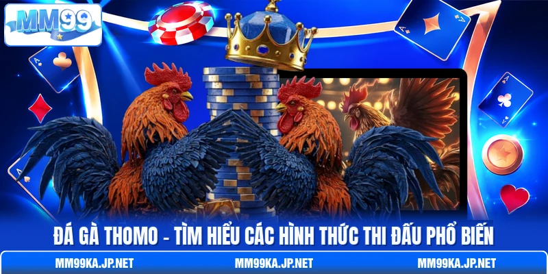 Đá Gà Thomo - Tìm Hiểu Các Hình Thức Thi Đấu Phổ Biến