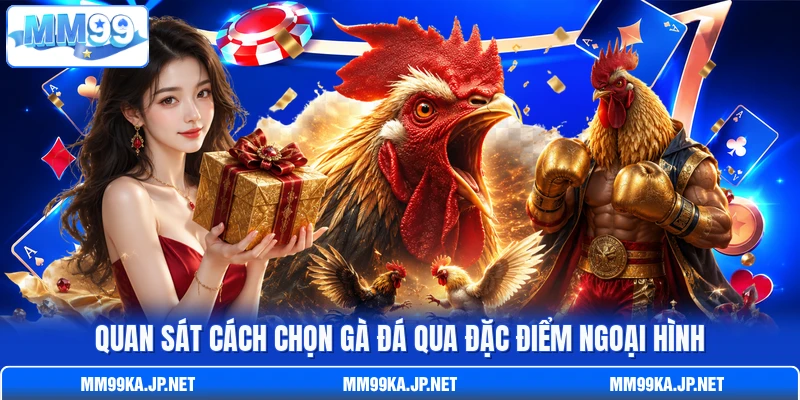 Quan sát cách chọn gà đá qua đặc điểm ngoại hình Quan sát cách chọn gà đá qua đặc điểm ngoại hình
